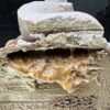 Passionnément Praliné - Bûche de Noël - Image 2